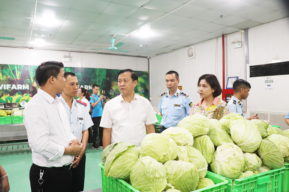 Đoàn liên ngành của TP Hà Nội kiểm tra cơ sở  kinh doanh, sản xuất rau an toàn tại huyện Thanh Trì.