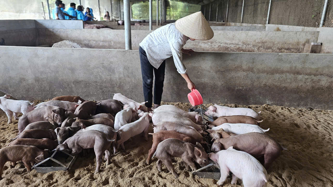 Chăn nuôi lợn thịt theo hướng hữu cơ gắn với chuỗi liên kết ở Vĩnh Phúc. Ảnh: Hoàng Anh.