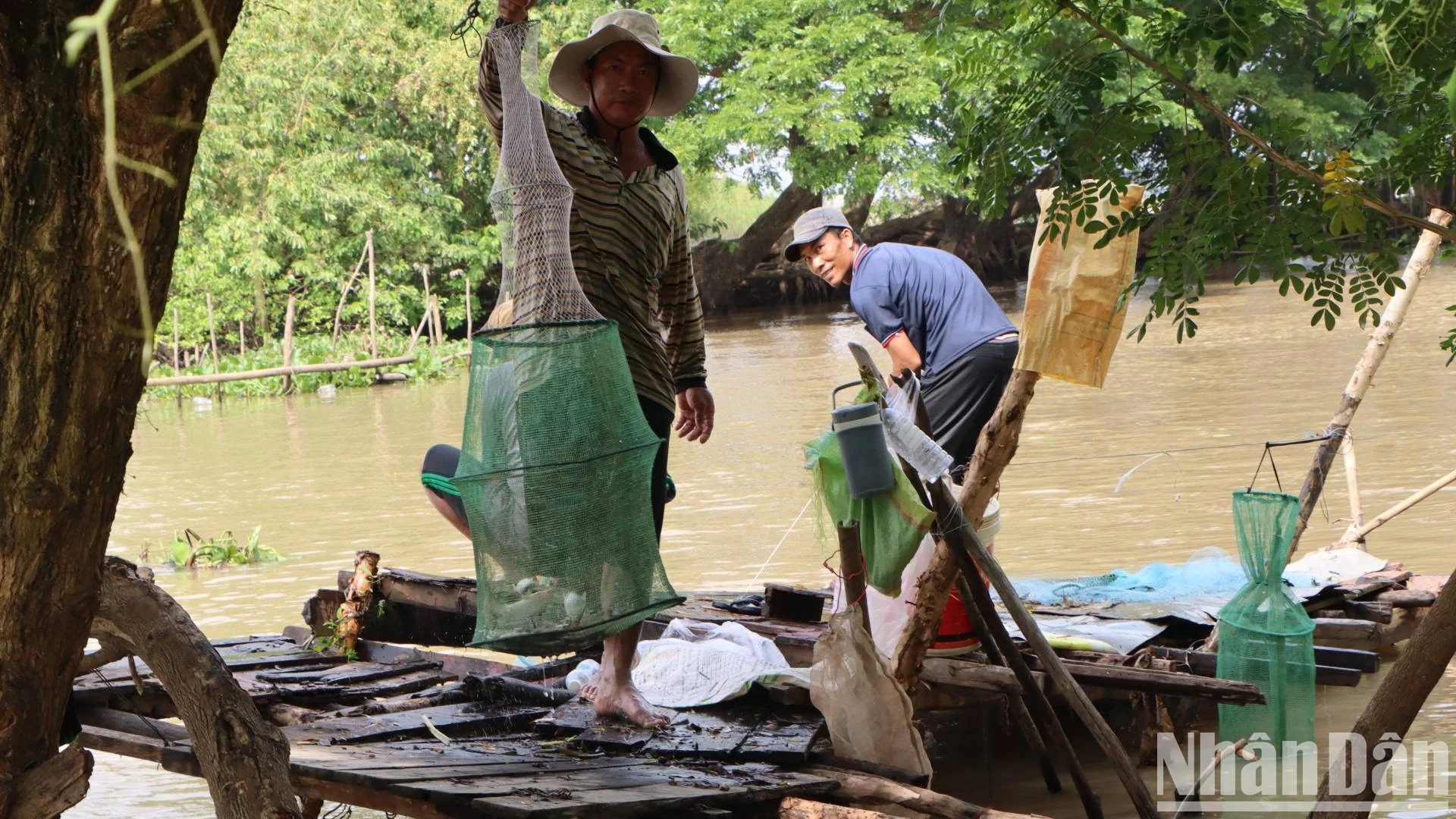 Bắt la liệt cá linh, cá đồng, tôm sông mùa nước nổi An Giang, sao vẫn lo con nước bất thường?- Ảnh 5.