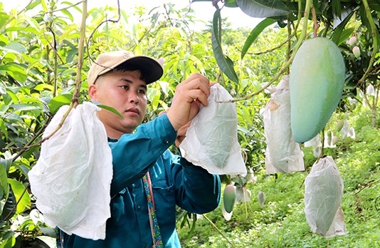 Nhờ đẩy mạnh ứng dụng công nghệ cao, sản phẩm nông nghệp của tỉnh Sơn La đạt năng suất, chất lượng cao, được thị trường ưa chuộng (Ảnh minh họa).