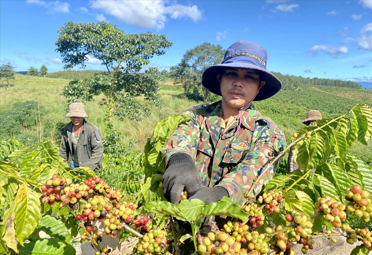 Ông A Gủih ở thôn Kon Tu Jốp 1, xã Pô Kô, huyện Đăk Tô vươn lên thoát nghèo nhờ nguồn thu nhập từ cây cà phê được huyện hỗ trợ