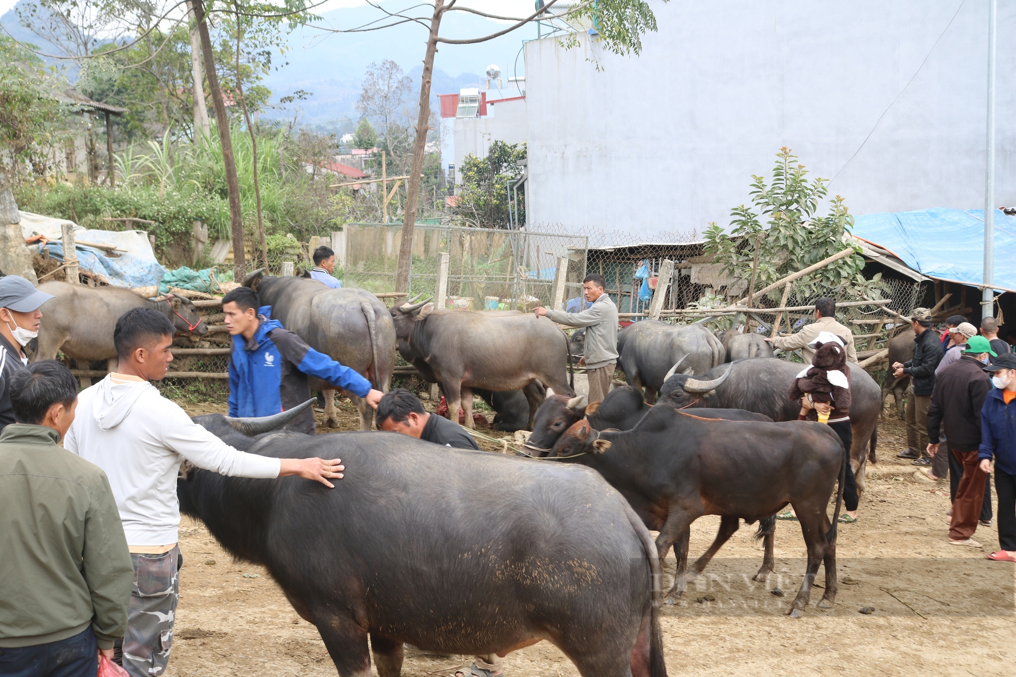 Nhộn nhịp chợ trâu lớn nhất vùng Tây Bắc - Ảnh 27.