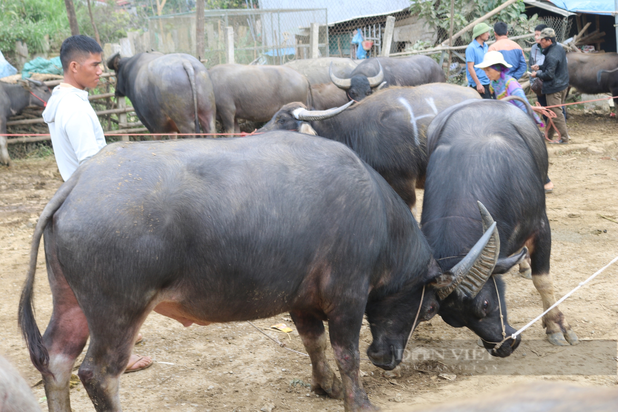 Nhộn nhịp chợ trâu lớn nhất vùng Tây Bắc - Ảnh 34.