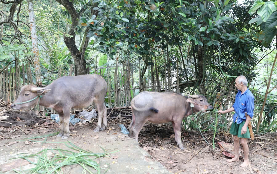 Ông Đàm Xuân Lênh (xóm Thâm Trung, xã Ôn Lương) là một trong những hộ nghèo vừa được nhận hỗ trợ trâu sinh sản từ nguồn vốn thuộc Chương trình MTQG giảm nghèo bền vững.