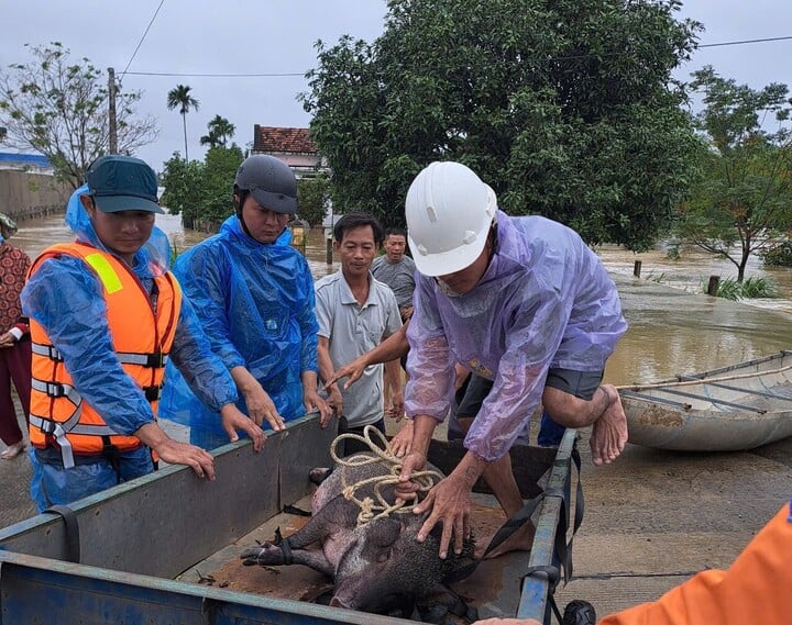 Lãnh đạo UBND thị xã Đức Phổ huy động gần 100 người gồm các lực lượng dân quân tự vệ, thành viên tổ an ninh trật tự và dân quân cơ động của thị xã hỗ trợ phường Phổ Minh di dời người dân, vật nuôi ra khỏi khu vực ngập sâu. (Ảnh: N.Đ)