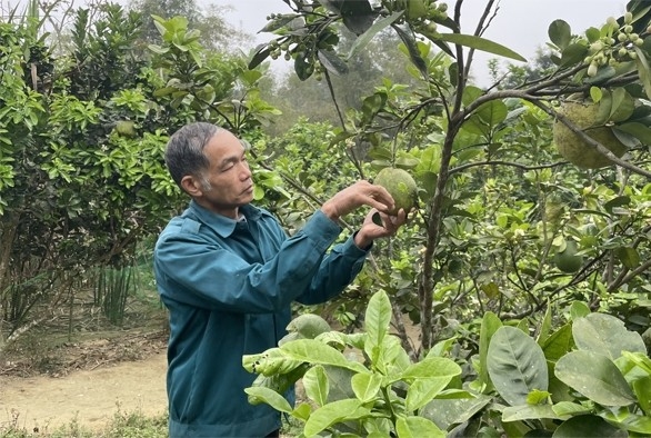 Ông Trương Văn Đinh - người có uy tín thôn Đồng Tâm, xã Phượng Nghi chăm sóc vườn cây ăn quả.