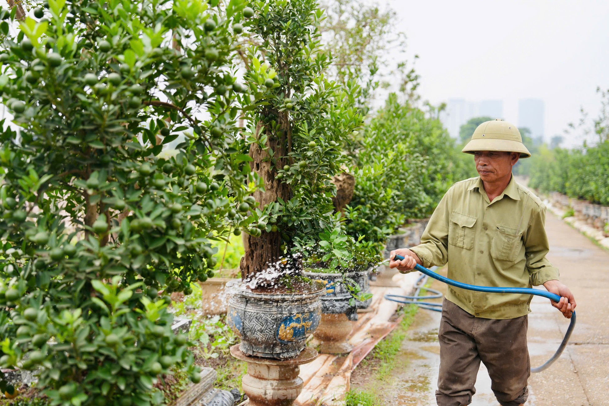 Quất mộc căn ‘thoát lũ’ lên chậu sẵn sàng phục vụ khách dịp Tết Nguyên đán ảnh 5