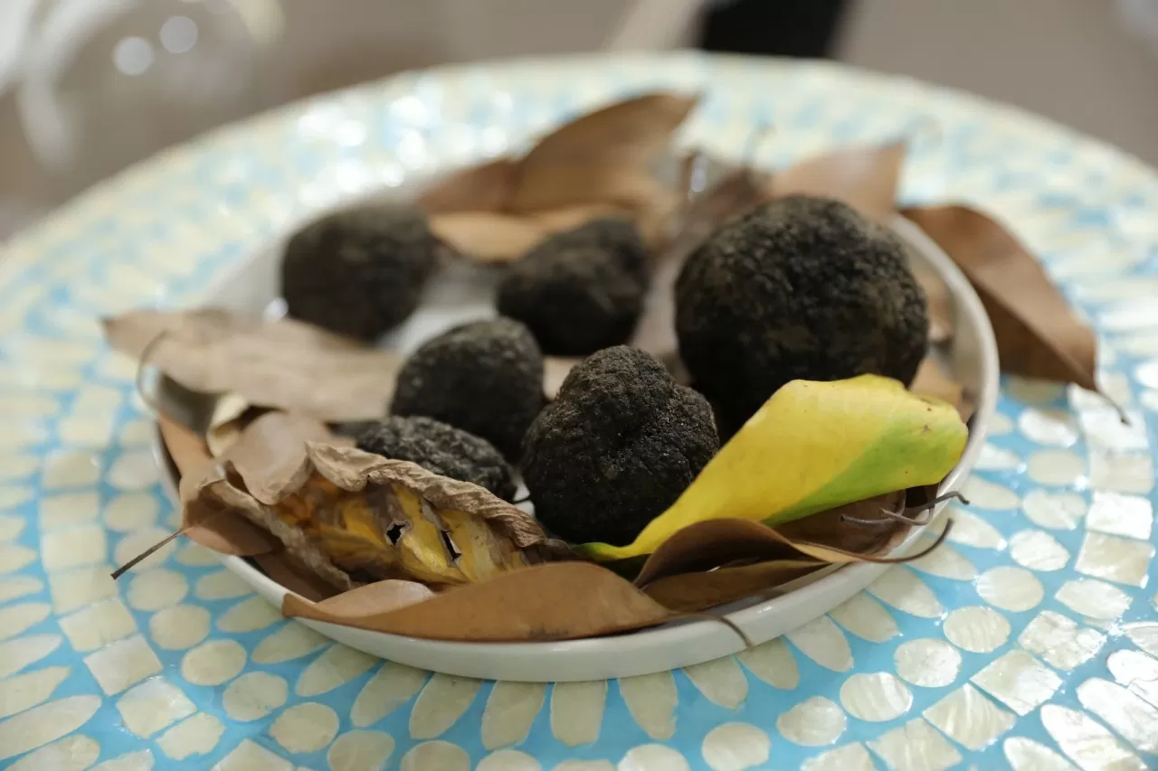 Khám phá vẻ đẹp huyền bí của nấm truffle – ‘viên ngọc trai đen’ của ẩm thực Ý