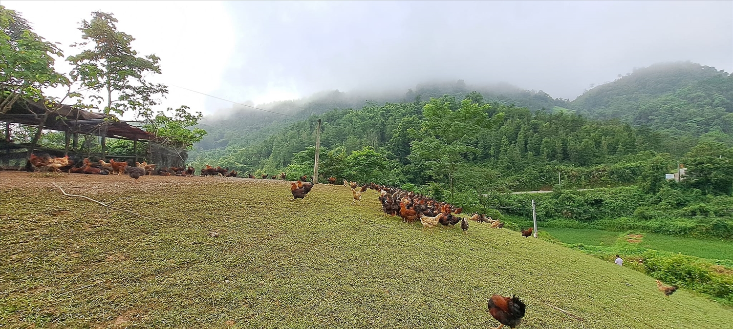 Mô hình nuôi gà dưới tán hồi là hướng đi mới trong công tác xóa đói, giảm nghèo