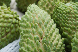 Muhallebi elması yetiştirme 3.jpg