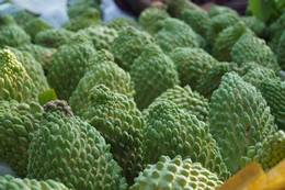 Muhallebi elması yetiştirme 6.jpg