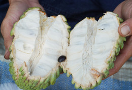 muhallebi elması.jpg