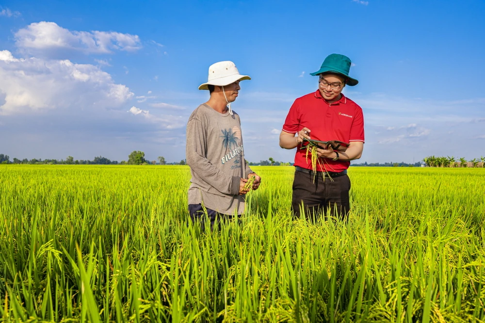 Agribank cho vay liên kết sản xuất, chế biến và tiêu thụ sản phẩm lúa gạo. (Ảnh: Vietnam+)