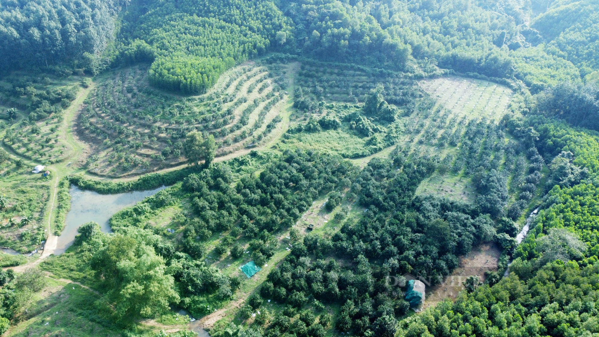 Hà Tĩnh: Cam Thượng Lộc được mùa lại giá cao chưa từng có, nông dân chạm đâu cũng thấy tiền - Ảnh 1.