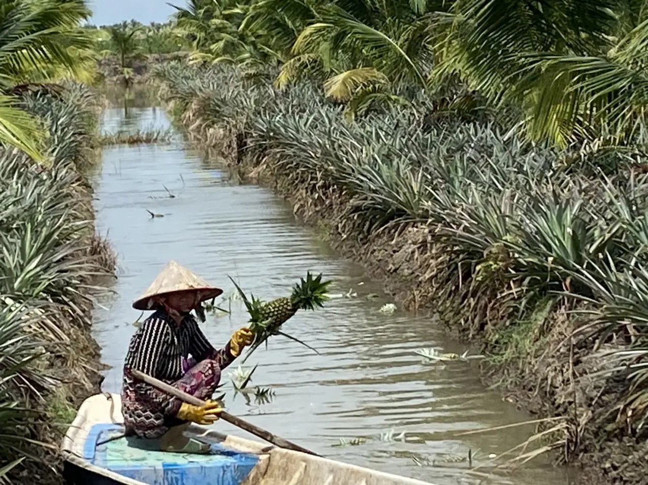 Cho cây dừa sáp chung ruộng với cây khóm ở Kiên Giang, ngỡ 