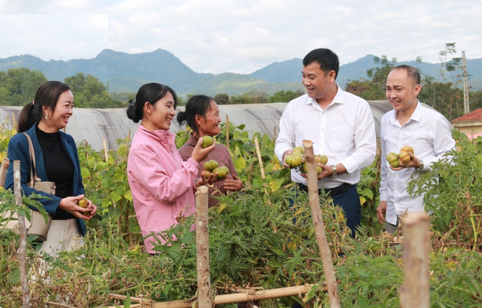 Mô hình trồng cà chua múi tại bản Phòng, thị trấn Thạch Giám