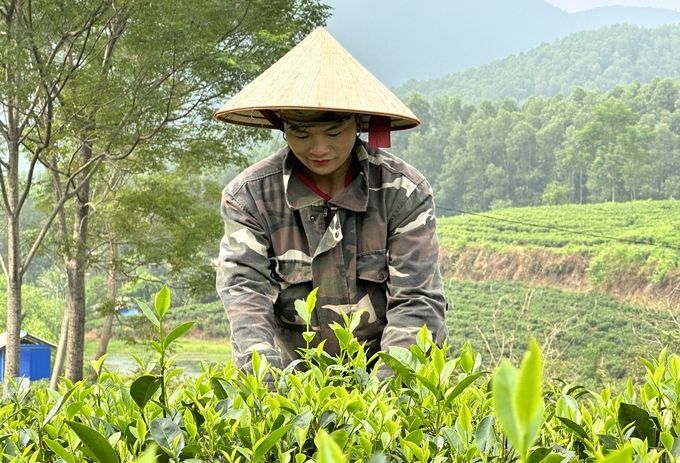 HTX Trà Cao Sơn được thiên nhiên ban tặng nhiều điều kiện thuận lợi để phát triển vùng chè đặc sản. Ảnh: Quang Linh. 