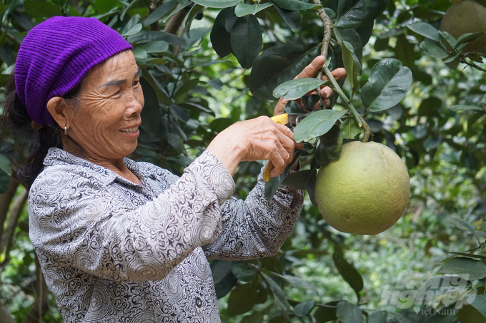 Kiên trì cải tạo vùng đất đồi cằn, bà Sanh đã có vùng cây ăn quả rộng 17ha, cho thu nhập hàng tỷ đồng mỗi năm. Ảnh: Quốc Toản.