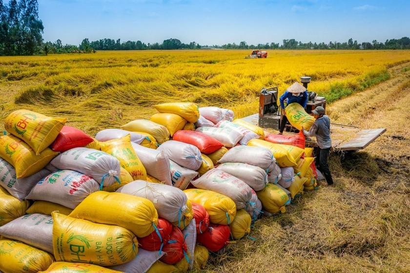 Đề án 1 triệu ha lúa chất lượng cao đang triển khai 7 mô hình thí điểm. (Ảnh: Nhật Hạ)