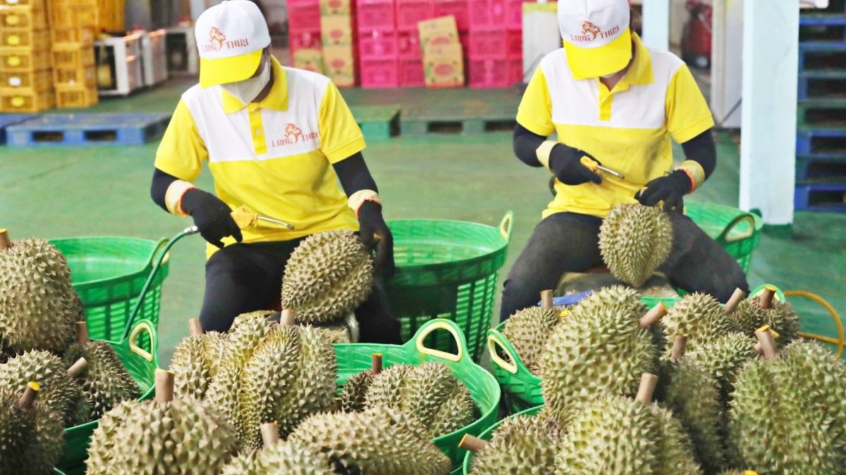 Việt Nam đang xuất khẩu chính ngạch sang Trung Quốc 11 loại trái cây đặc sản như sầu riêng, mít, thanh long...