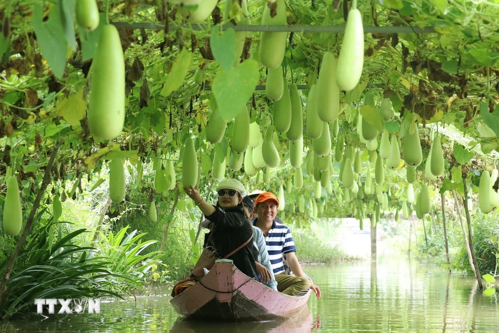 Du khách đi thuyền tham quan vùng trồng bầu của Khu du lịch Trần Bá Chuốt, huyện Lai Vung. Mô hình làm du lịch nông nghiệp này giúp nông dân Đồng Tháp cải thiện thu nhập, vừa phát triển kinh tế nông nghiệp. (Ảnh: Nguyễn Văn Trí/TTXVN)