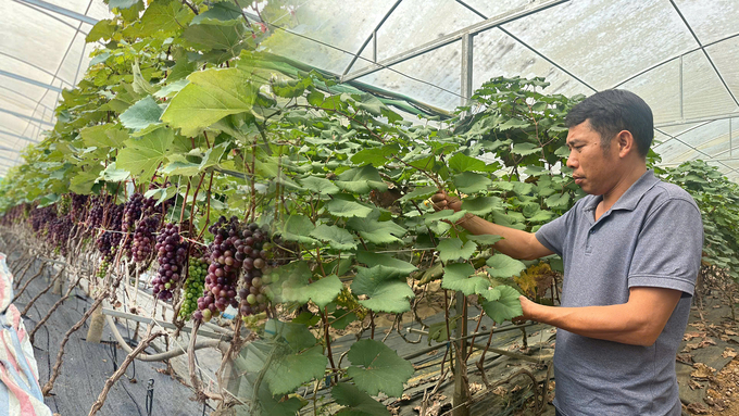 Trang trại nho Hạ Đen không hạt của anh Tuấn được canh tác theo hướng hữu cơ, cho chất lượng quả thơm ngon, giá bán cao. Ảnh: Đức Bình.