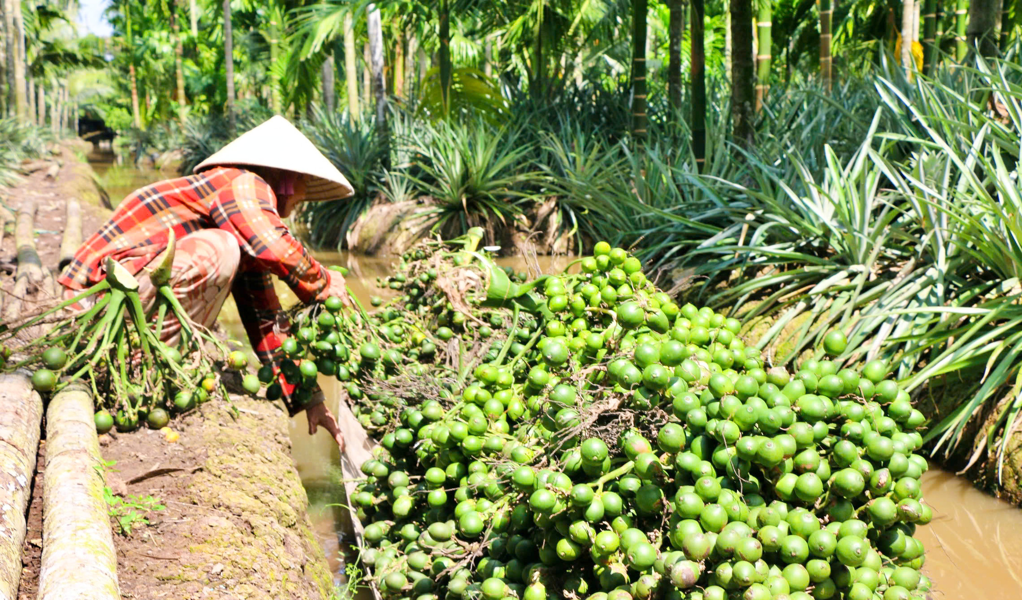 Cau có giá cao, nông dân Kiên Giang hốt bạc - Ảnh 1.