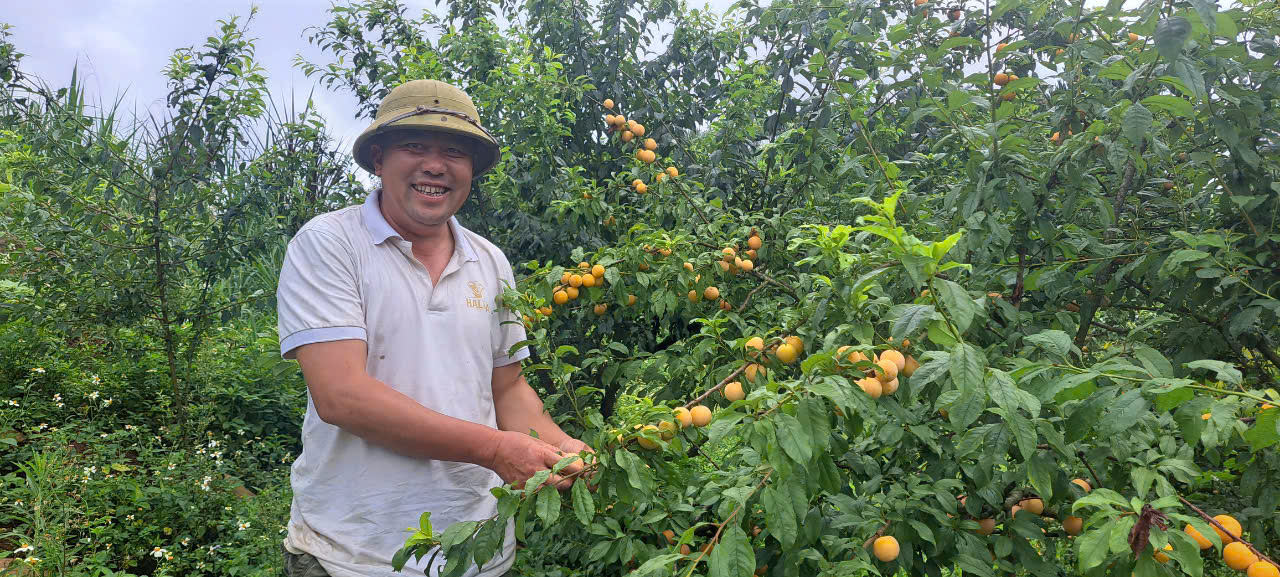 Giã từ những mùa hoa anh túc, nông dân chuyển sang trồng cây ăn quả, làm giàu - Ảnh 1.