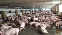 animal de estimação 1 1719997270833132494884.jpg