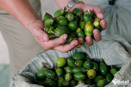 Cau Viet Xuat Khau.jpg