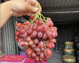 انگور چینی