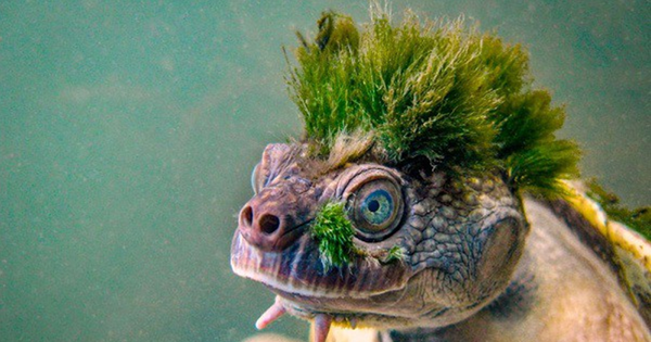 地球上で最も珍しい動物は、不思議なことに、3日間お尻で呼吸することができます - 写真 1。 Loài vật quý hiếm bậc nhất hành tinh, lạ thay thở bằng mông trong 3 ngày- Ảnh 1.