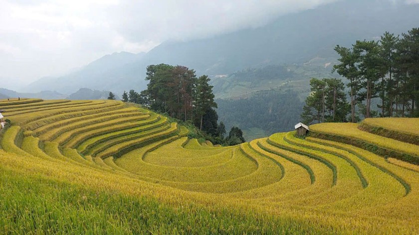 Khung cảnh đẹp mê hồn tại Võng Lúa xã Mồ Dề.