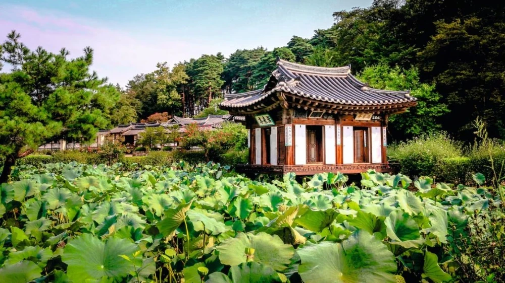 Khu vườn của Nhà Seongyojang ở Gangneung (Hàn Quốc). (Nguồn: Alamy/National Geographic)