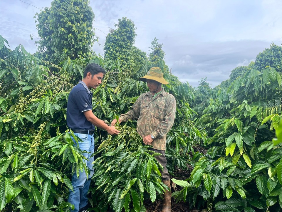 Cà phê là cây chủ lực của tỉnh Đắk Nông.