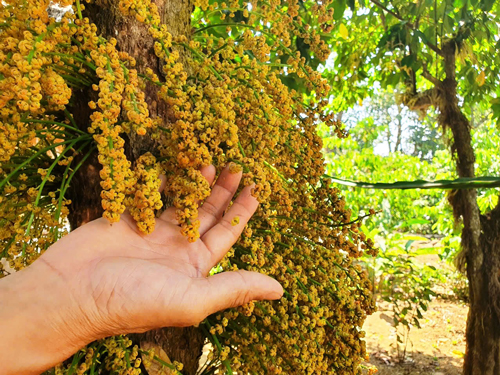 Sống chậm, nâng niu những gì mình có. (Ảnh: Bên vườn Đỏ đang trổ hoa ở cao nguyên Vân Hòa)