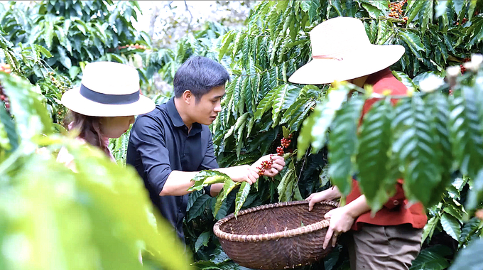 Anh Lê Văn Hoàng đang giới thiệu quy trình thu hái cà phê chín cho khách tham quan tại trang trại Enjoy Coffee của Công ty. Ảnh: Hồng Thủy.