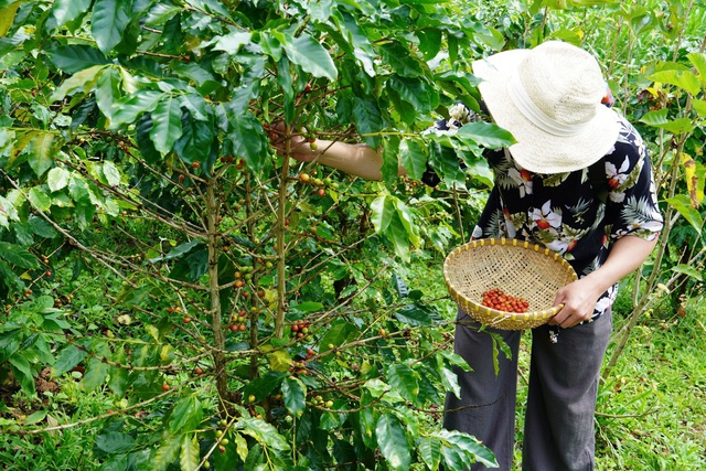 Quảng Trị nghiên cứu phát triển sản phẩm du lịch gắn kết trải nghiệm cà phê - Ảnh 1.