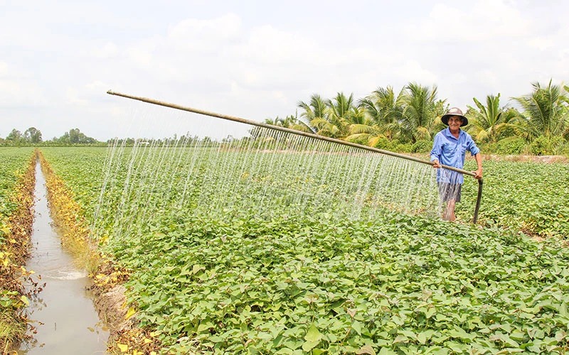 Sáng chế thiết bị tưới khoai lang chạy như mưa, ông nông dân Vĩnh Long khiến cả làng phục sát đất- Ảnh 1.