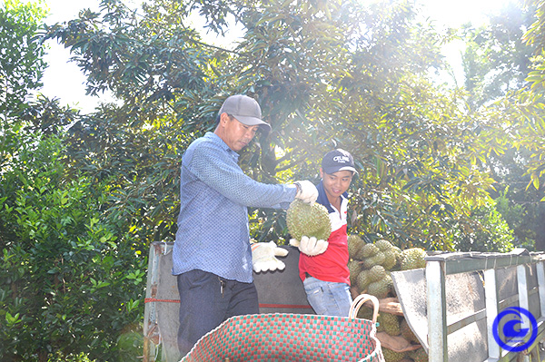 Loại quả đặc sản trong vườn trồng 