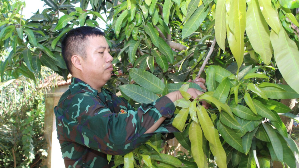 Thành viên HTX Minh Trọng Tạ Bú chăm sóc cây xoài sau thu hoạch.