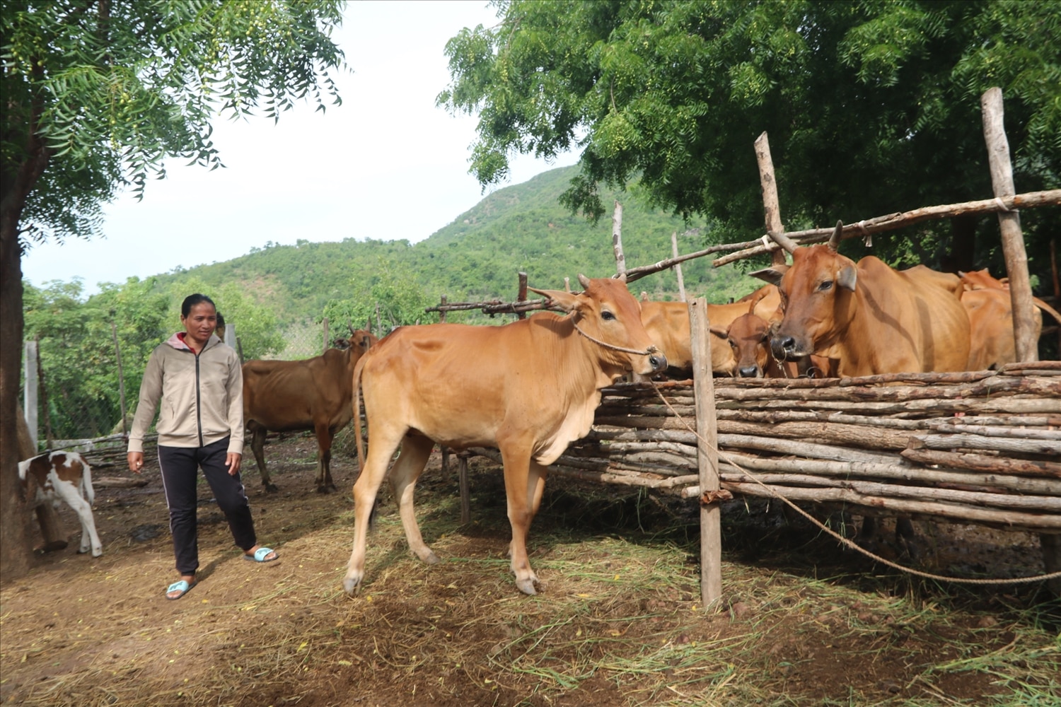 Từ sự hỗ trợ của Chương trình MTQG 1719, chị Patâu Axá Thị Nhuynh đã vươn lên thoát nghèo.