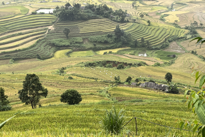 Một góc thung lũng vàng Tả Lèng.