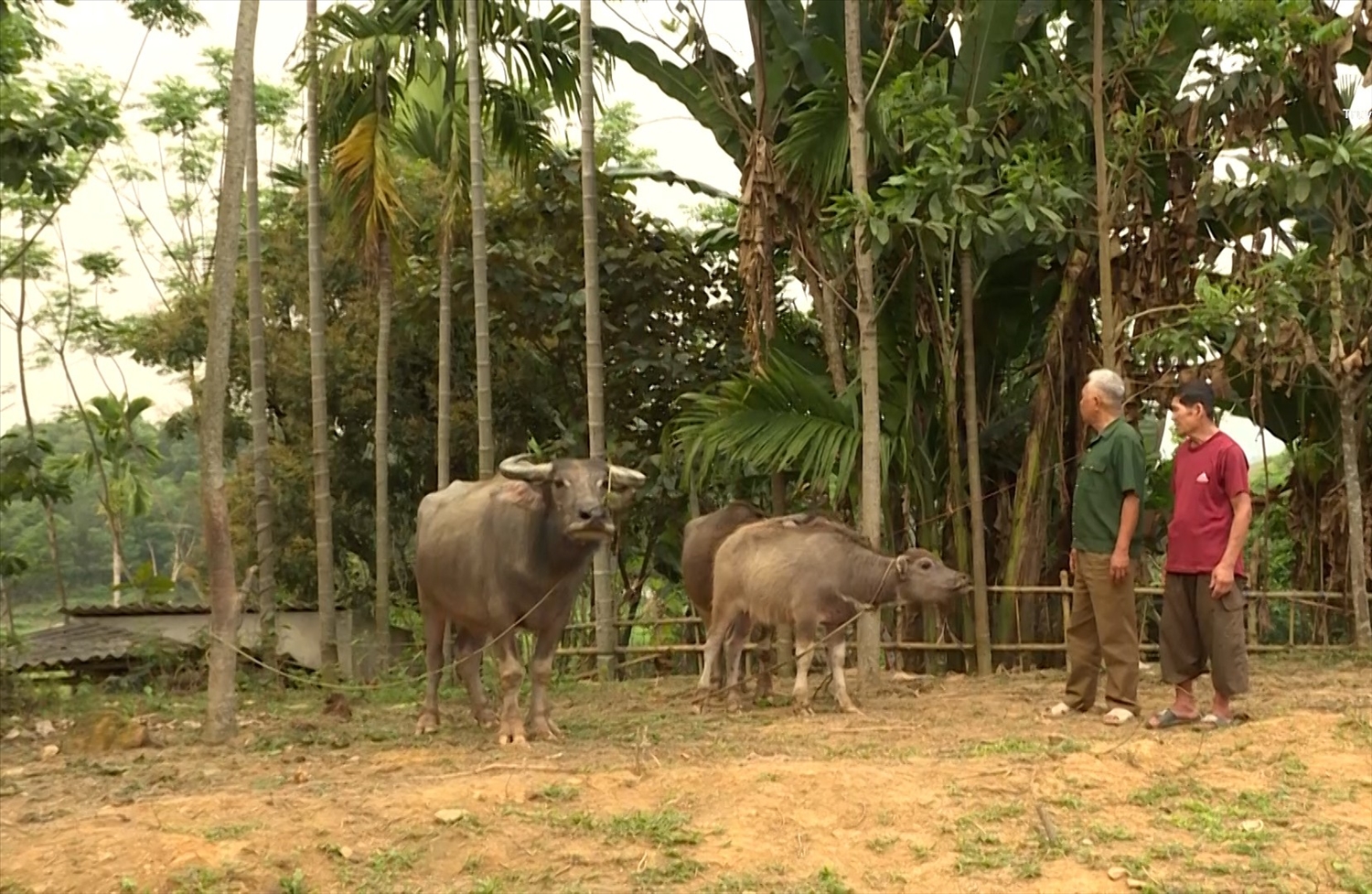 Ông Lê Văn Cốc, (người mặc áo xanh) là Người có uy tín khu phố Oi, thị trấn Lang Chánh luôn được bà con tin tưởng và tín nhiệm