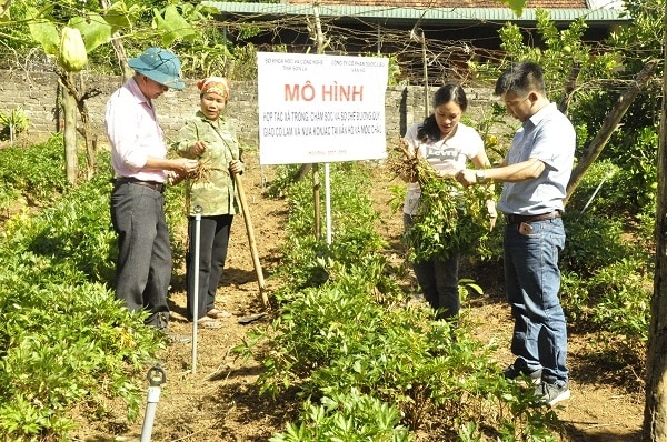 Mô hình trồng cây Đương quy tại HTX Dược liệu sạch Phương Ngân, huyện Mộc Châu.