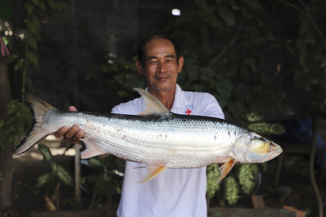 Tìm lại loài cá ‘ma’ khổng lồ trên sông Mekong - Ảnh 1.