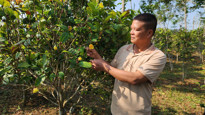 Ông Nịnh Văn Trắng (xã Đạp Thanh, huyện Ba Chẽ) hiện có 5ha trà hoa vàng trồng theo hướng hữu cơ. Ảnh: Nguyễn Thành.