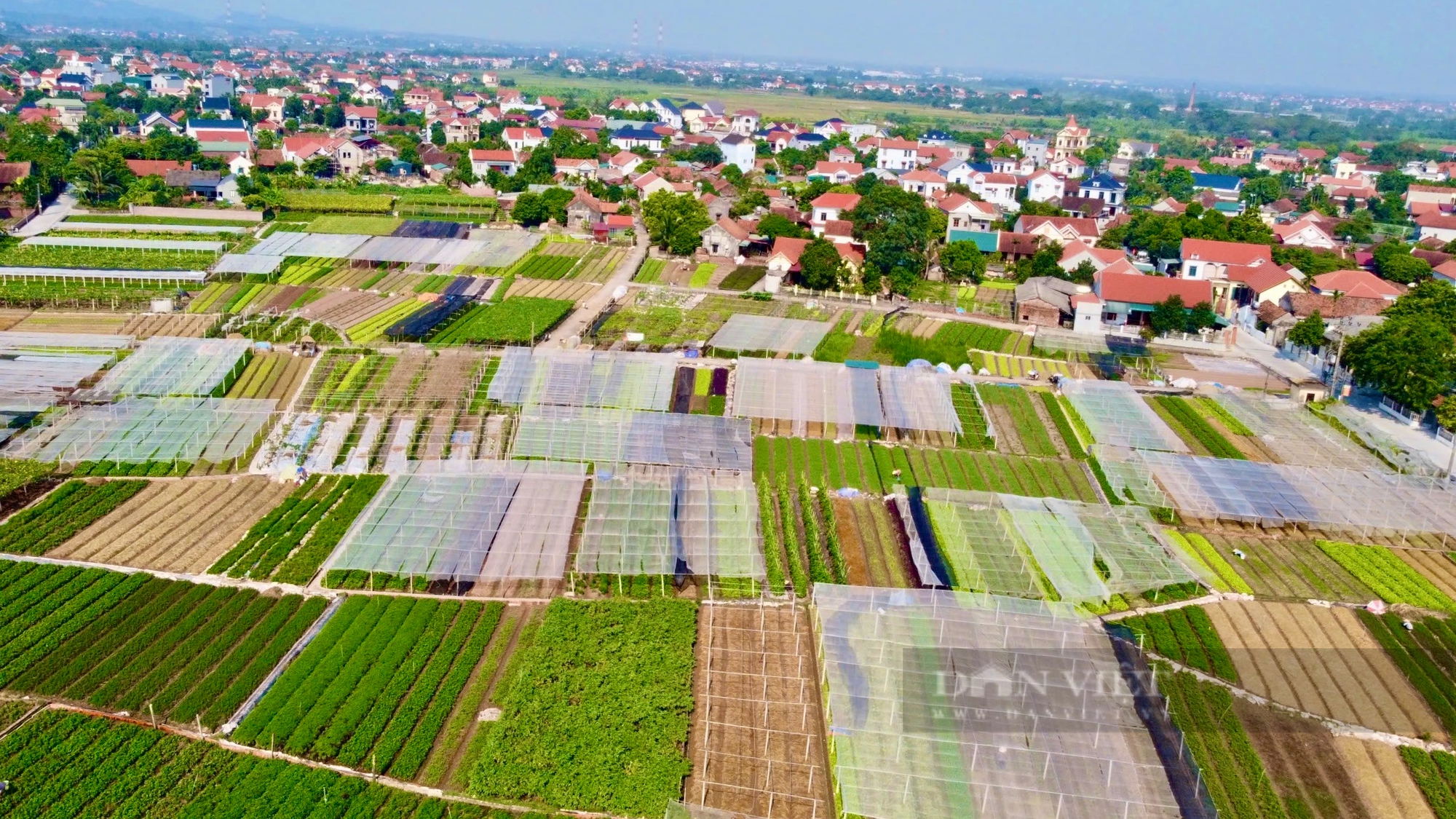 Ngắm cánh đồng chuyên canh rau an toàn của nông dân hợp tác xã tiêu biểu toàn quốc - Ảnh 1.