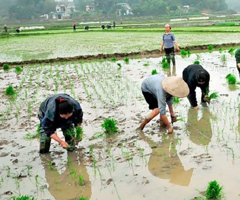 Cấy chiêm