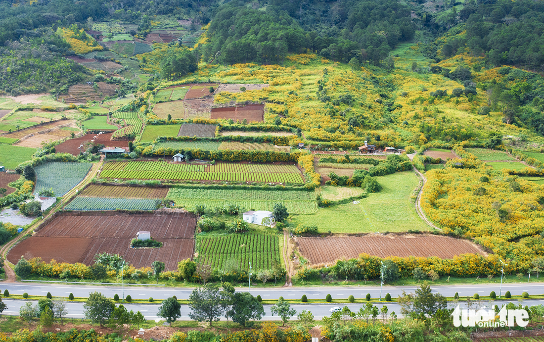 Hoa dã quỳ nở đẹp nhất ở ngoại ô và vùng ven Đà Lạt - Ảnh 7.